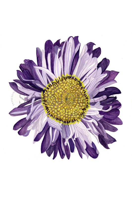 Art Print | Aster