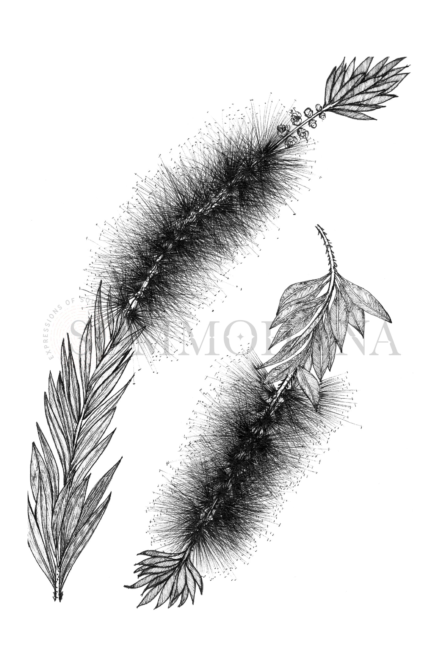 Art Print | Bottlebrush2