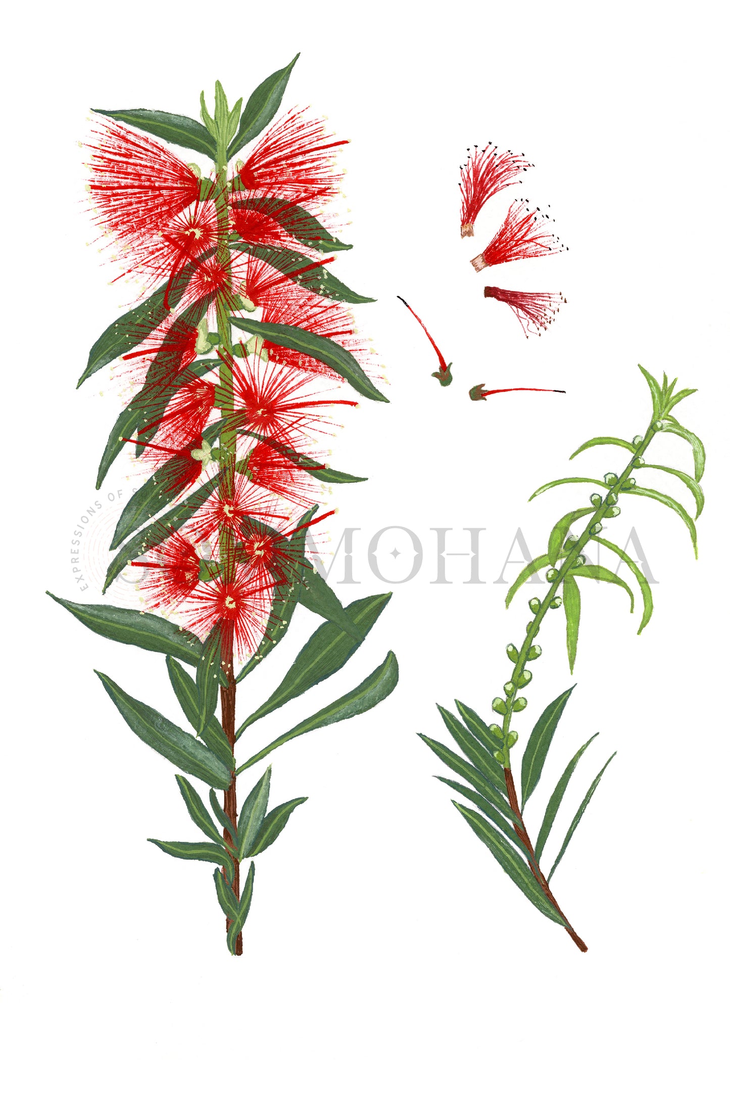 Art Print | Bottlebrush1