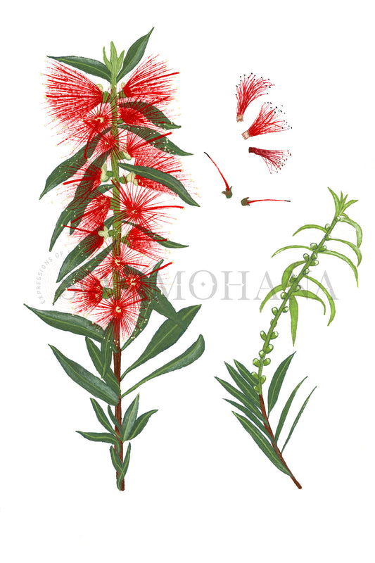 Art Print | Bottlebrush1