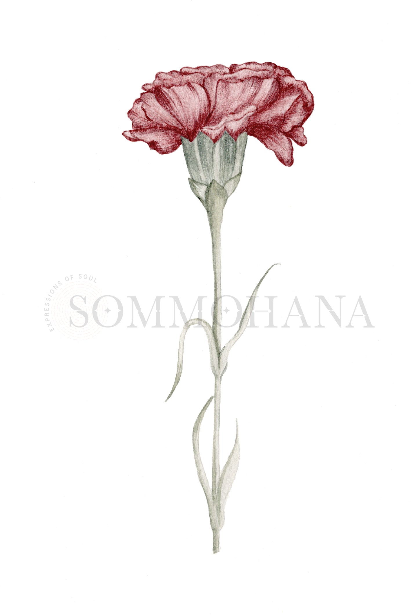 Art Print | Carnation