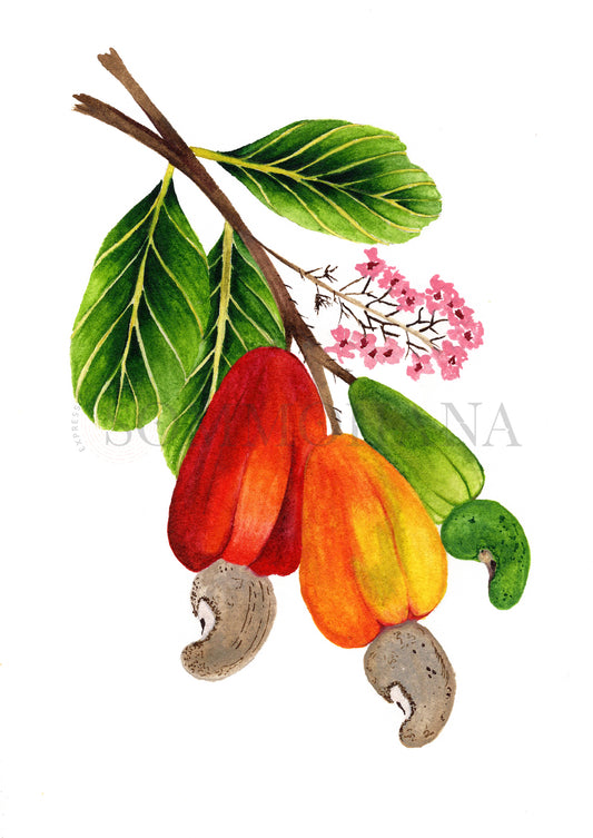 Art Print | Cashew Fruit