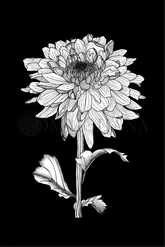 Art Print | Chrysanthemum1