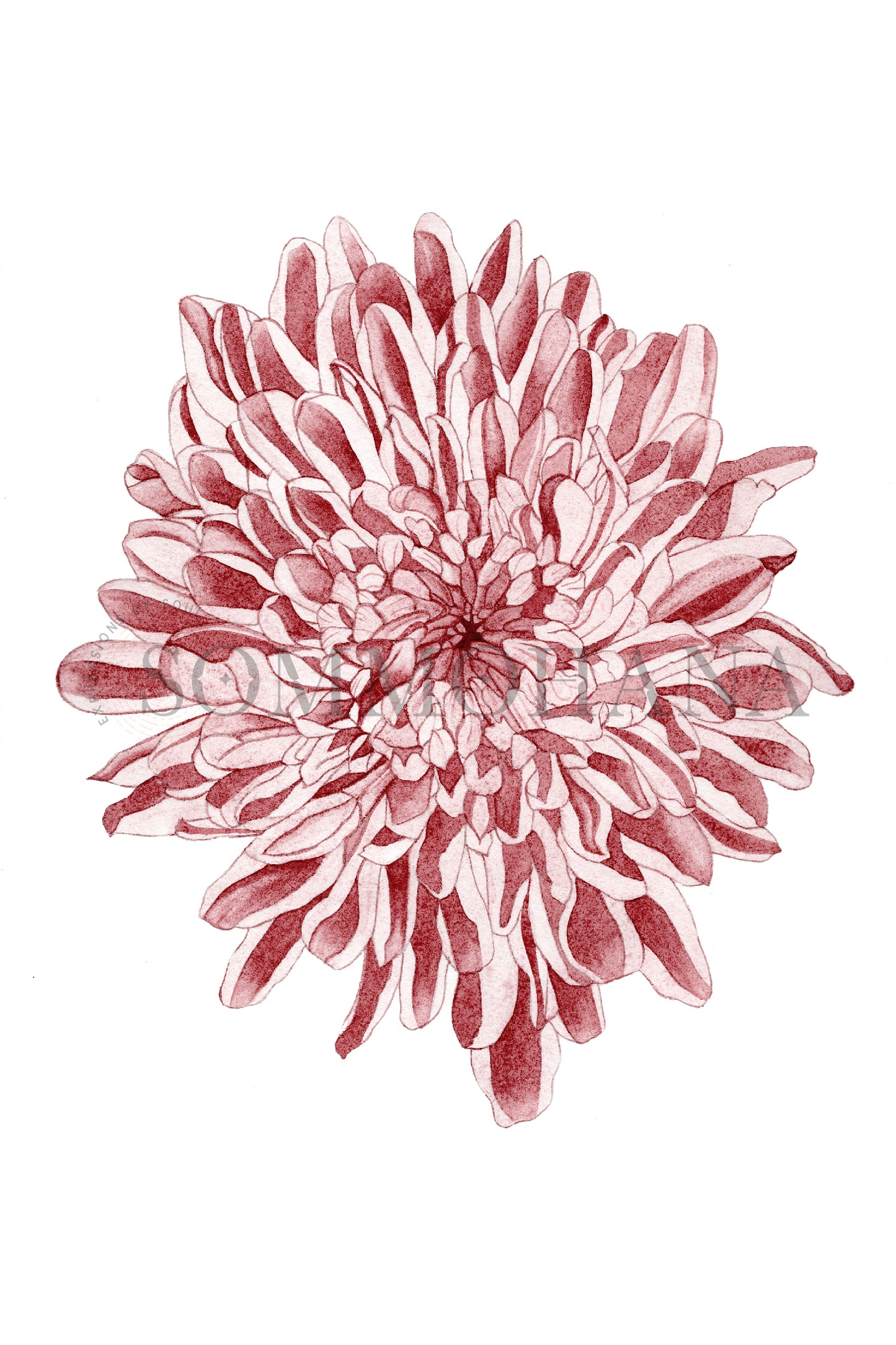 Art Print | Chrysanthemum2