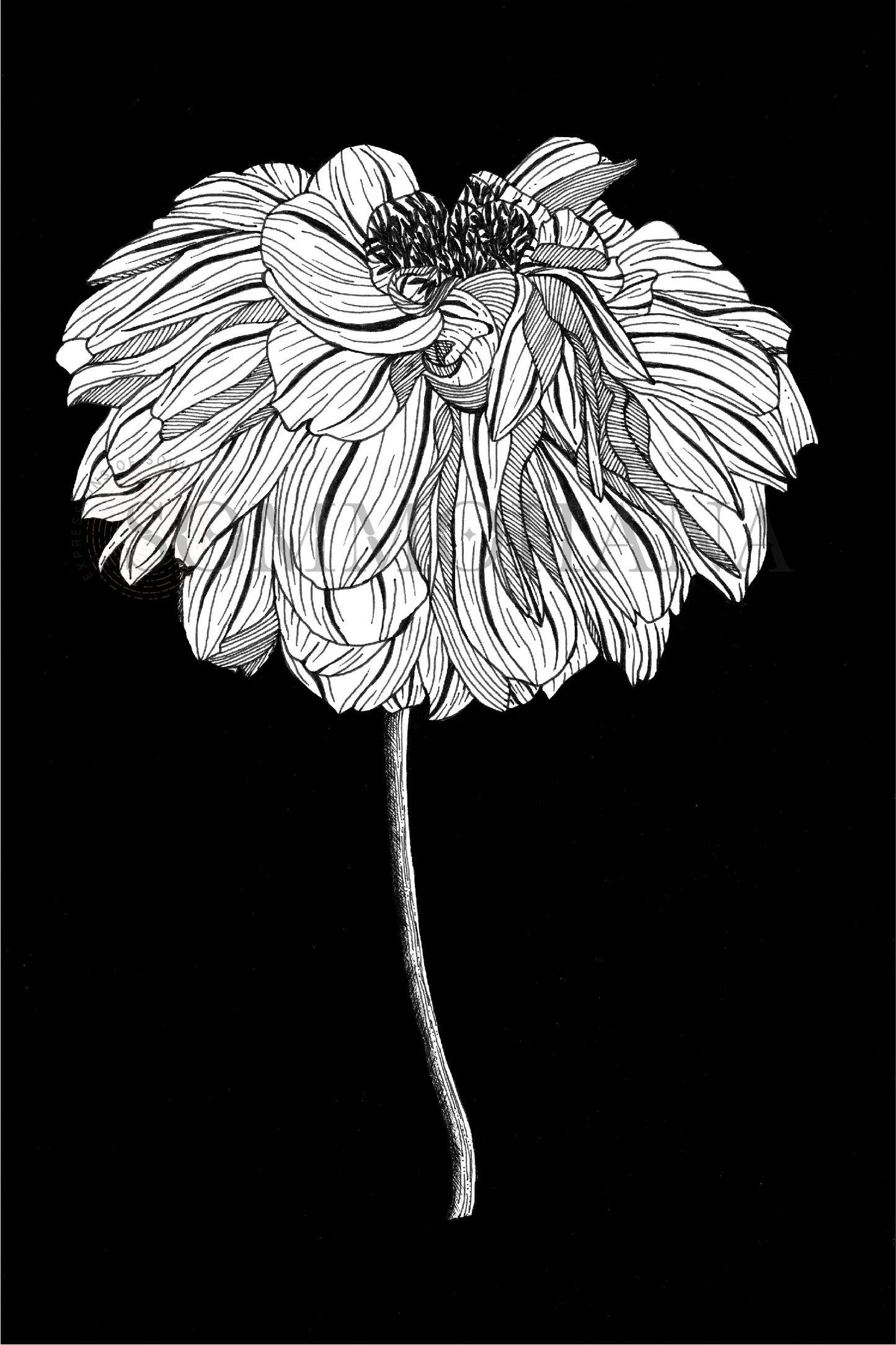 Art Print | Dahlia1