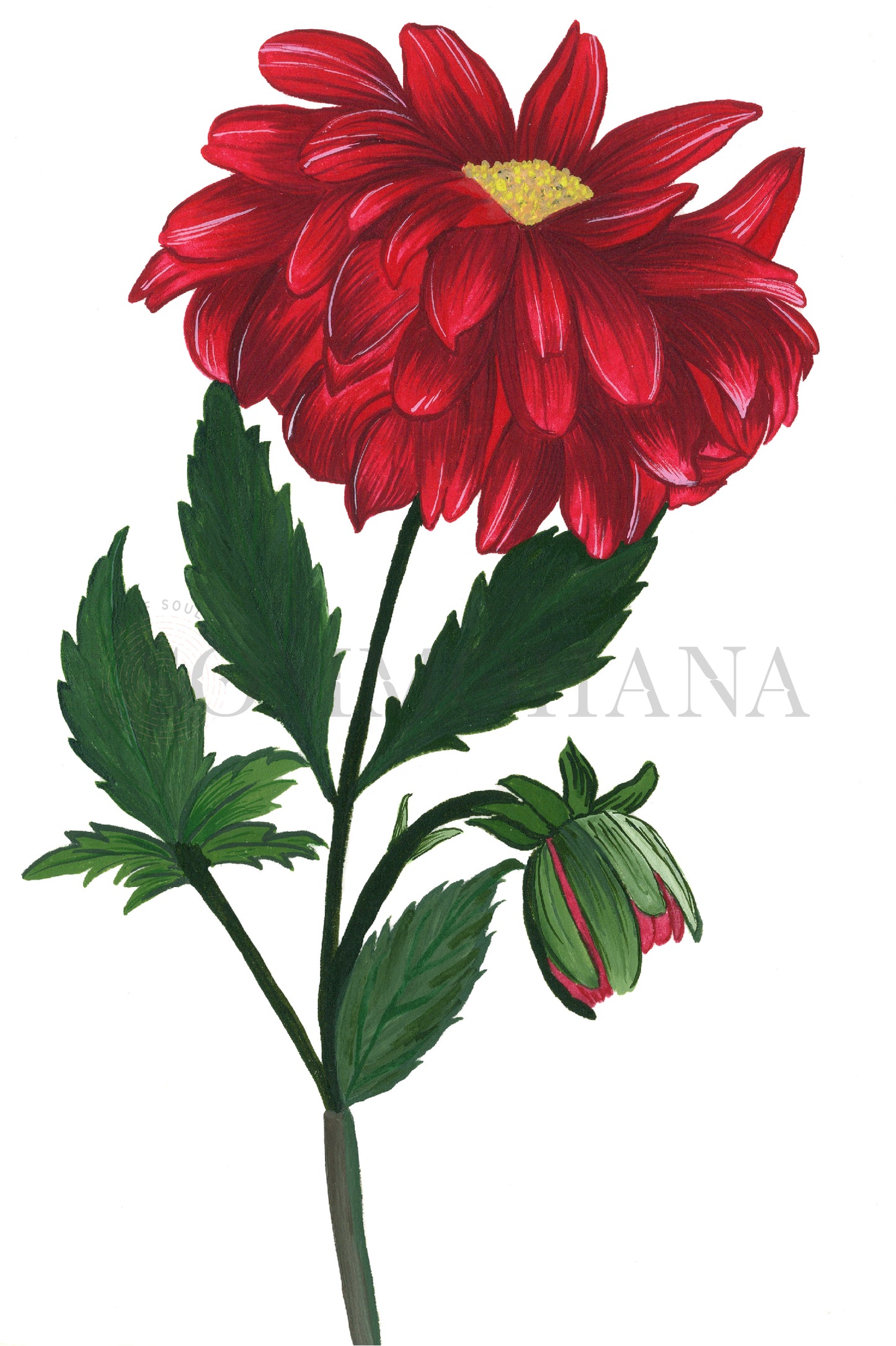 Art Print | Dahlia2