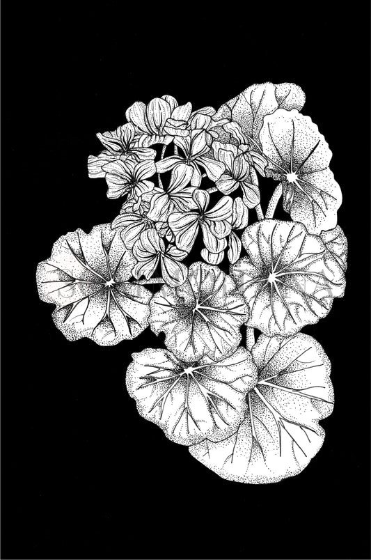 Art Print | Geranium