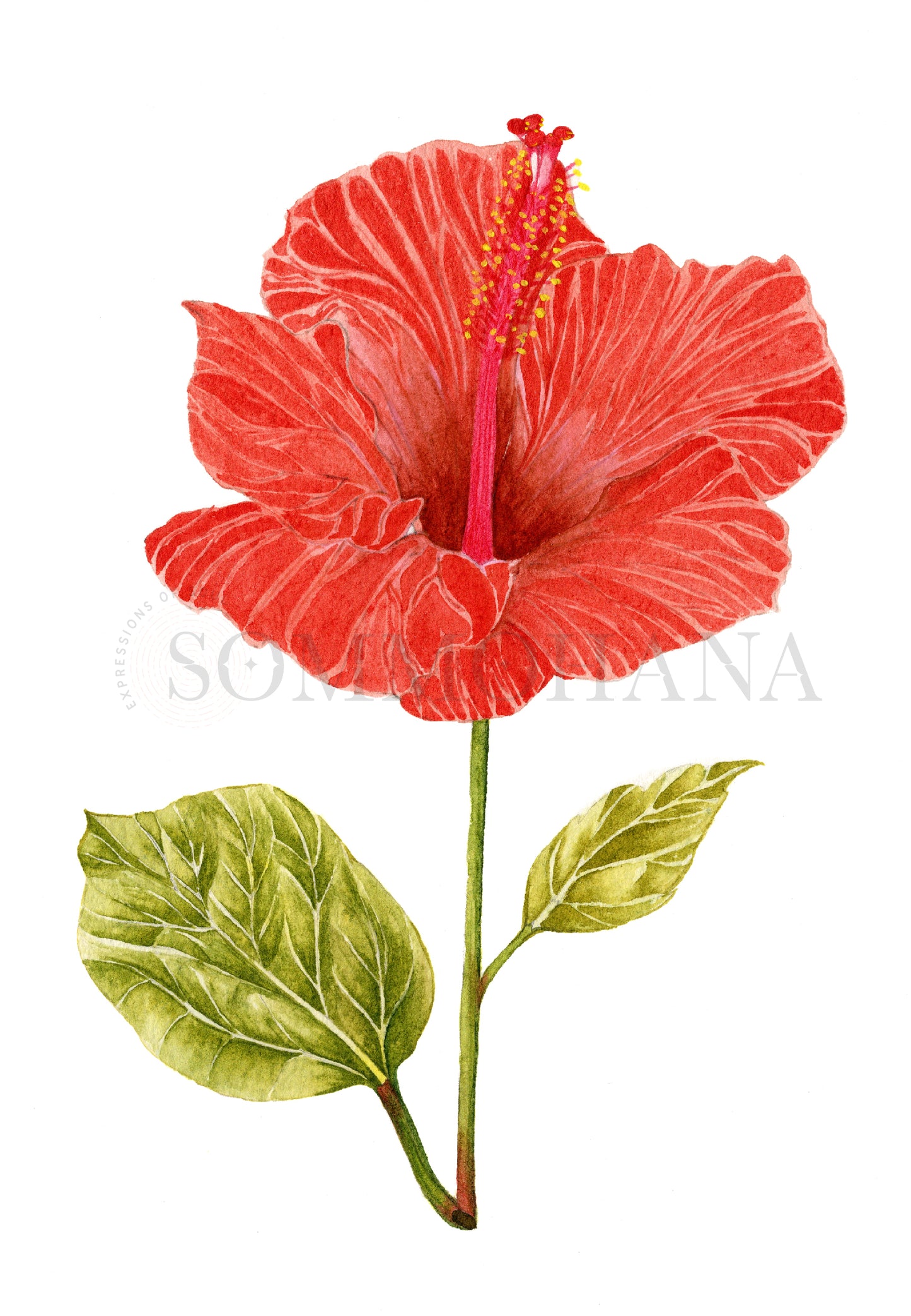 Art Print | Hibiscus1