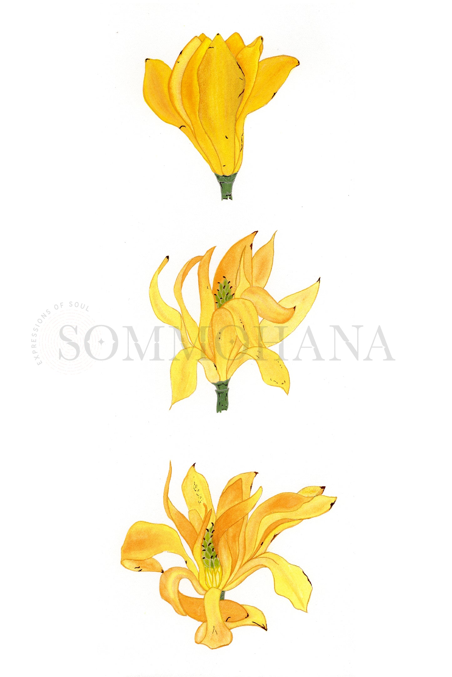 Art Print | Magnolia Champaca Trio