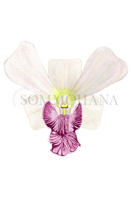 Art Print | Orchid