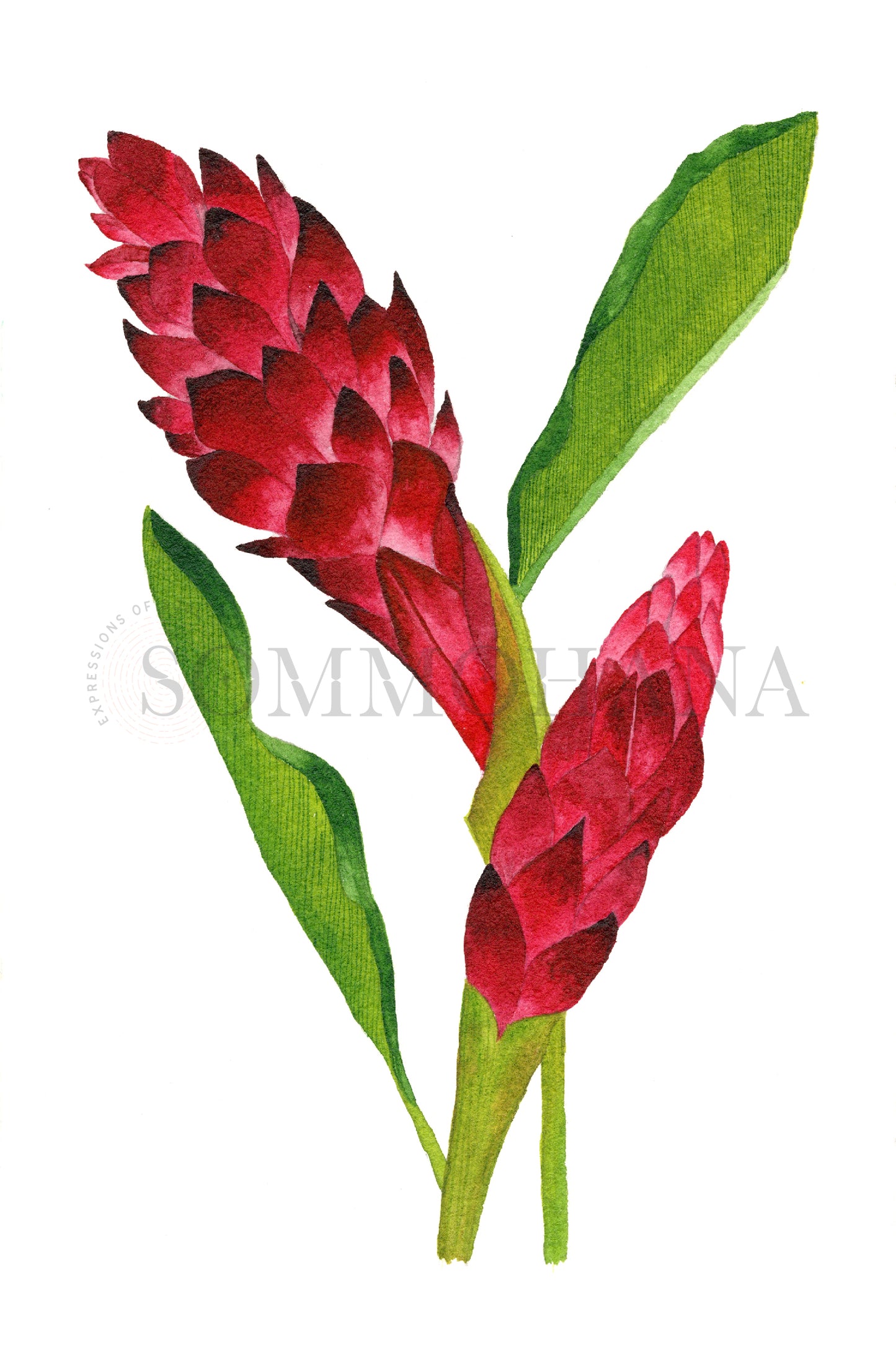 Art Print | Red Ginger1