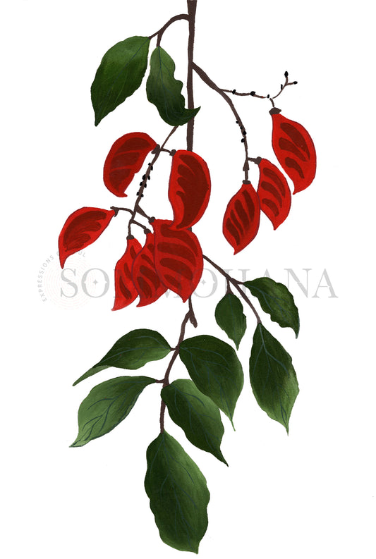 Art Print | Red Seed Pod